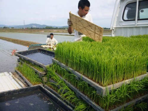 今年も田植えです。