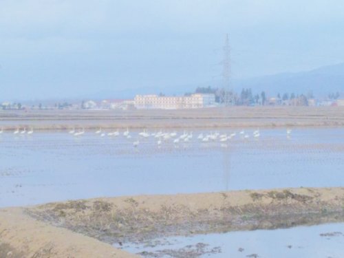 今年も白鳥がやってきました。