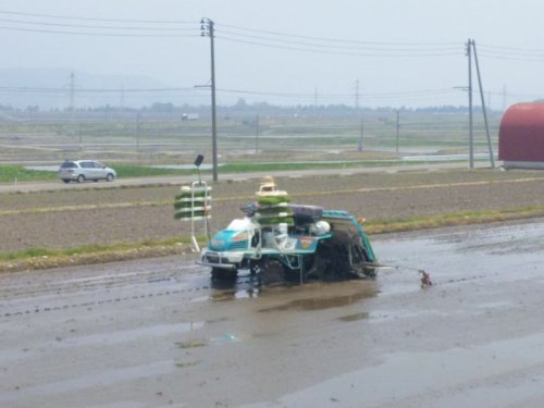 今年も田植えが始まりました