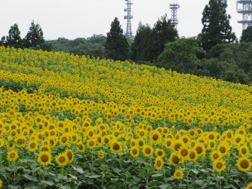 お盆休みのお知らせ