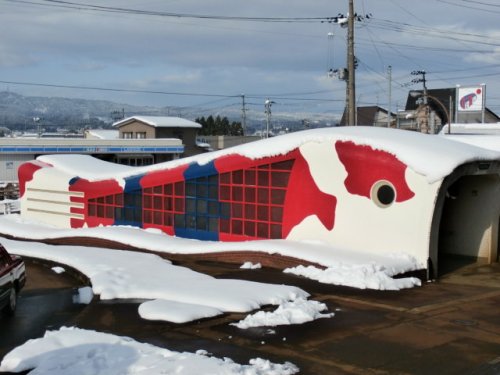 小千谷市の魚・錦鯉！