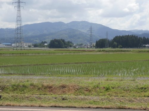 おいしいお米が育っています♪