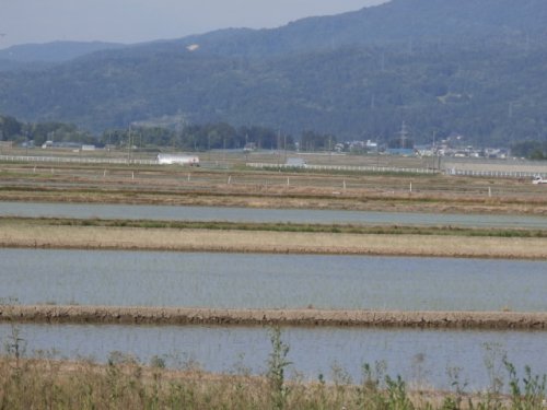 田んぼがきれいです