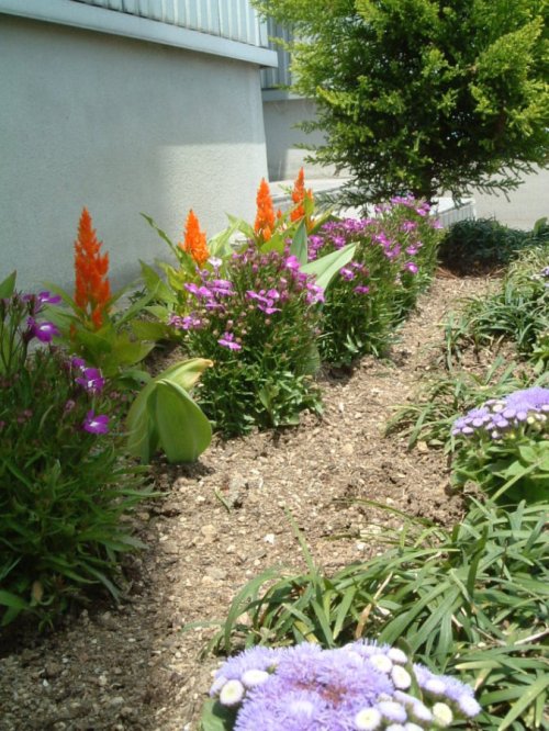 住吉屋の花壇