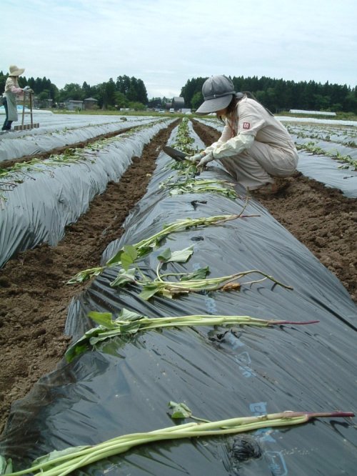 さつまいも苗の植え付け