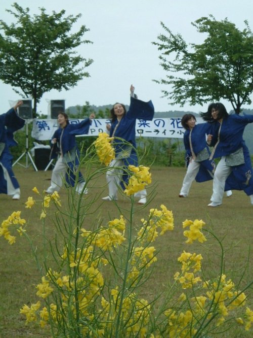 第４回小千谷復興菜の花まつり