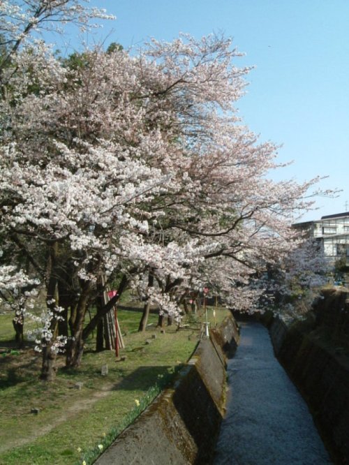 桜満開