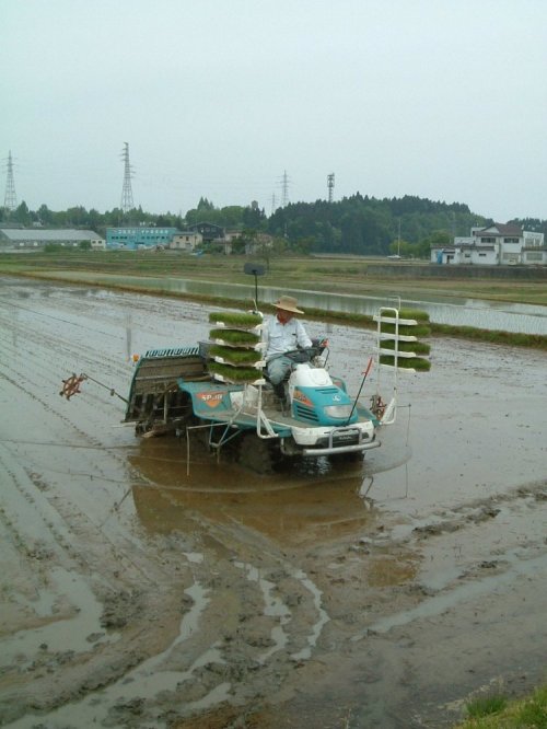 田植えが始まりました。