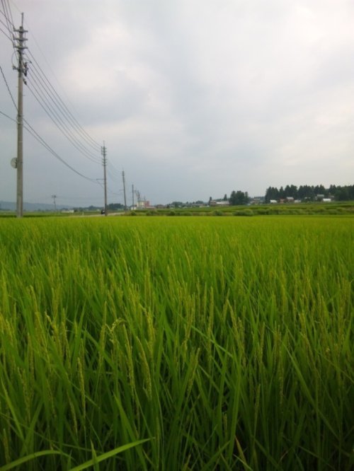 残暑お見舞い申し上げます。