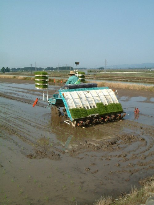 さぁ、田植え。