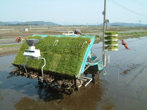 今年も田植え