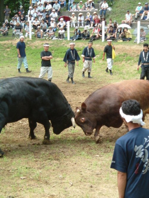 おぢや　牛の角突き