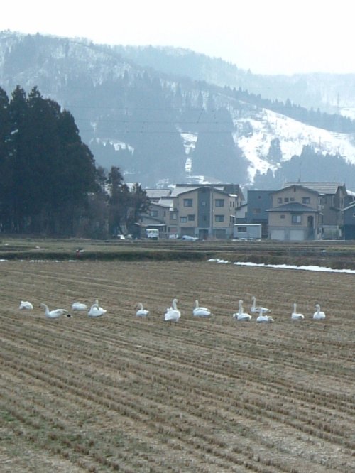 今年もやってきました。