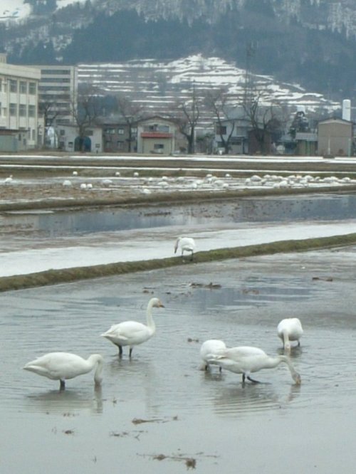 今年も白鳥が訪れました