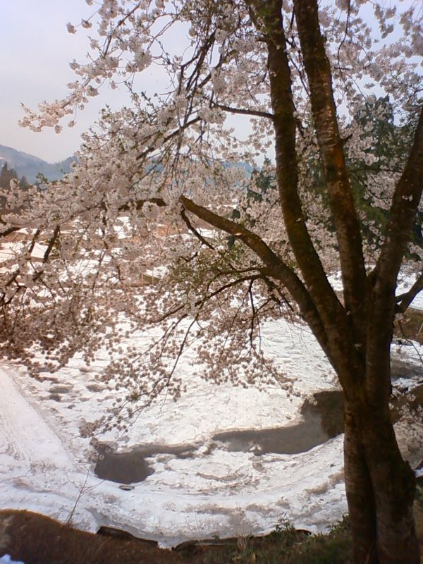 画像: 桜と雪