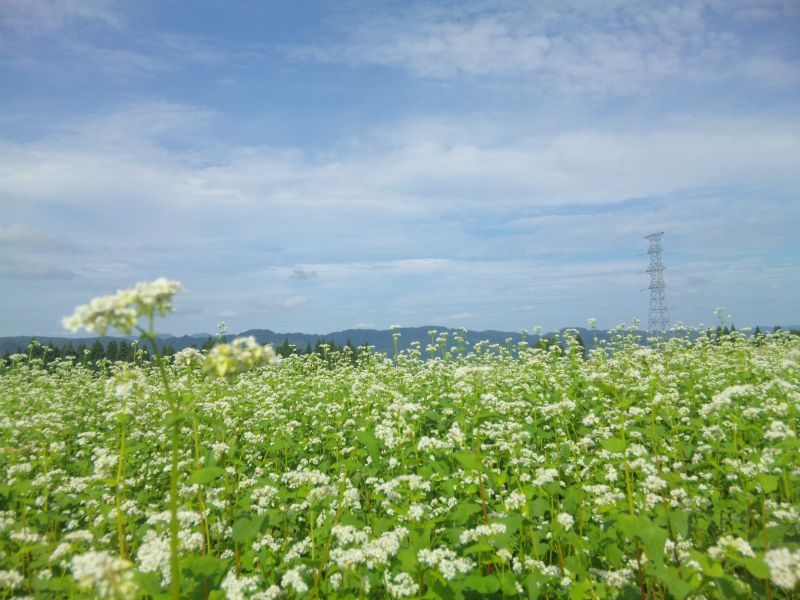 画像: 山本山高原のそば畑
