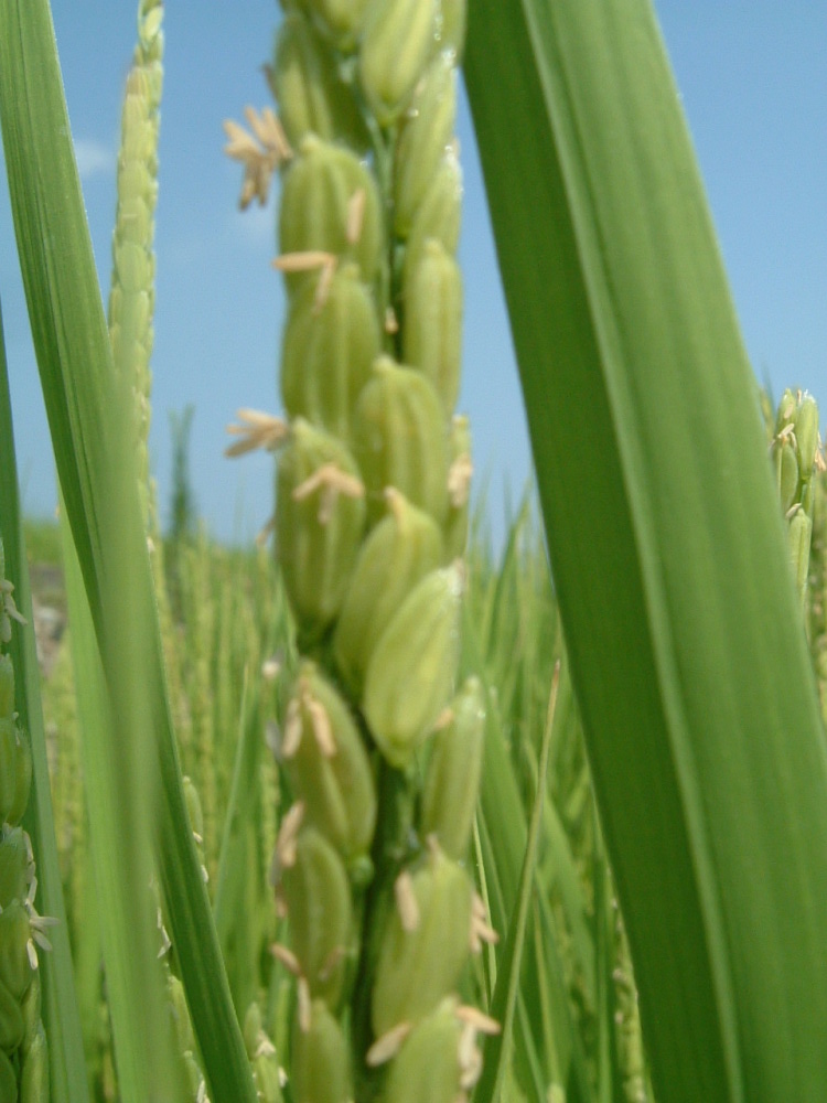 画像: 稲の花を見たことがありますか？