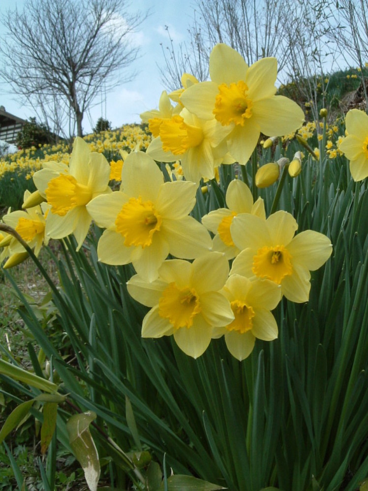 画像: 小千谷市の花