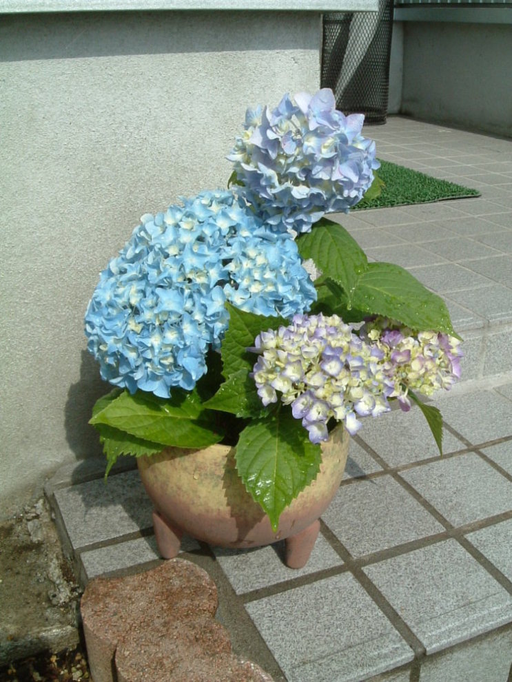 画像: 梅雨入り